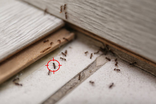 Best Affordable Pest Control Services  in Payson, UT