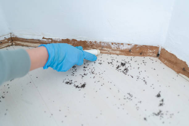 Best Affordable Pest Control Services  in Payson, UT